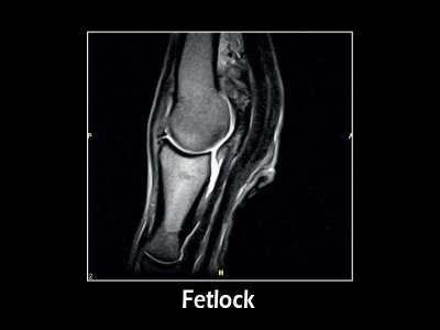 FSE T2 sagitalna, fetlok